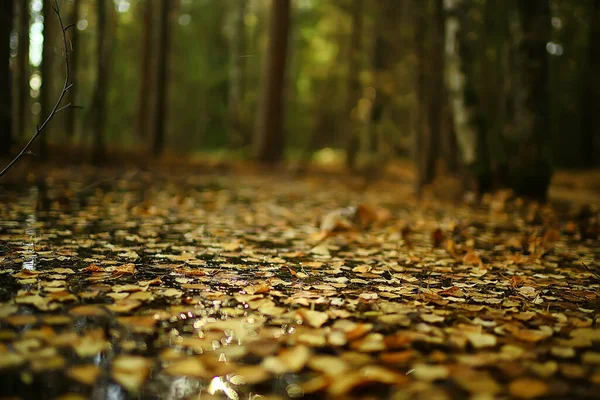 Fallna Blad Säsongsbetonad Abstrakt Bakgrund — Stockfoto