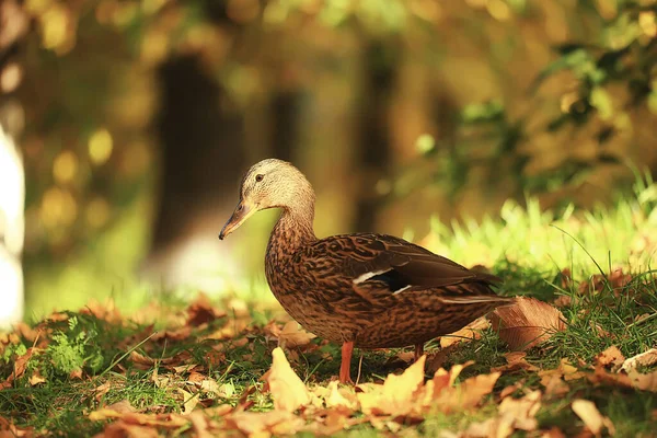 Kachna Podzim Park Divoký Divoká Kachna Podzim Pohled Stěhovavý Pták — Stock fotografie