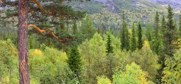 秋天的针叶林景观 自然景观落在山中 — 图库照片