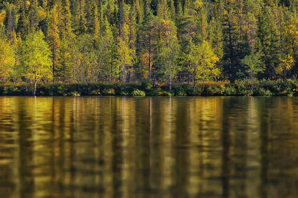 Осінній Лісовий Пейзаж Абстрактний Фон Жовтневий Вид Жовті Дерева Осінь — стокове фото