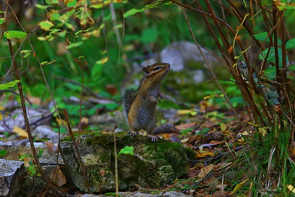 野生の小さなかわいいリスのチプムンク動物 — ストック写真