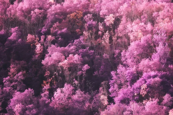 Рожевий Природний Пейзаж Весняний Фон Квіти Парк Відкритому Повітрі — стокове фото