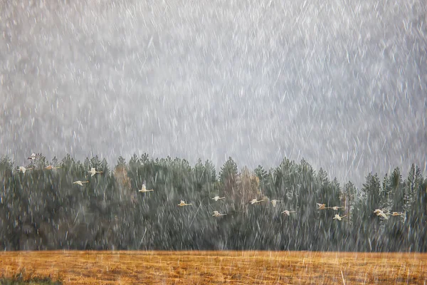 Autumn Landscape Flock Swans Forest Migratory Birds Seasonal Migration October — Stock Photo, Image