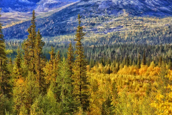 Höst Skog Landskap Abstrakt Bakgrund Oktober Gula Träd Falla Natur — Stockfoto