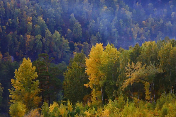 Abstraktní Pozadí Textury Podzimního Lesa Žluté Stromy Vzor Krajiny Pohled — Stock fotografie