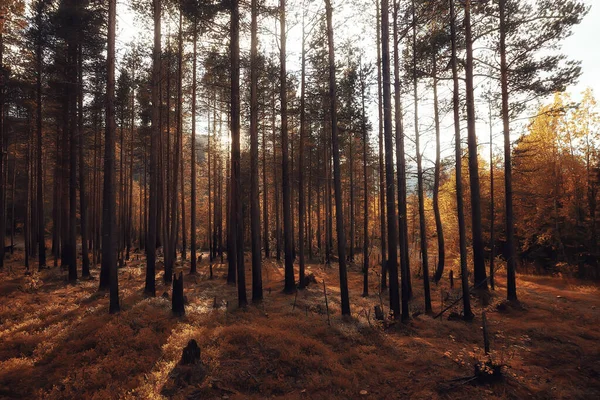 Autumn Forest Landscape Abstract Background October View Yellow Trees Fall — Stock Photo, Image