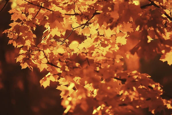 Astratto Autunno Autunno Sfondo Foglie Giallo Natura Ottobre Carta Parati — Foto Stock