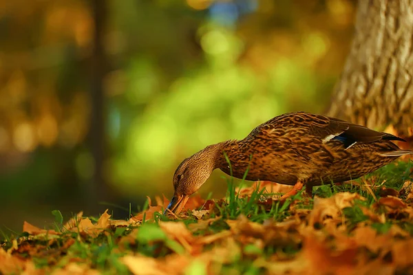 Утка Осенний Парк Кряква Дикая Утка Осенний Вид Перелетная Птица — стоковое фото