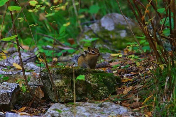 Chipmunk Animal Wild Little Cute Squirrel — Stock Photo, Image