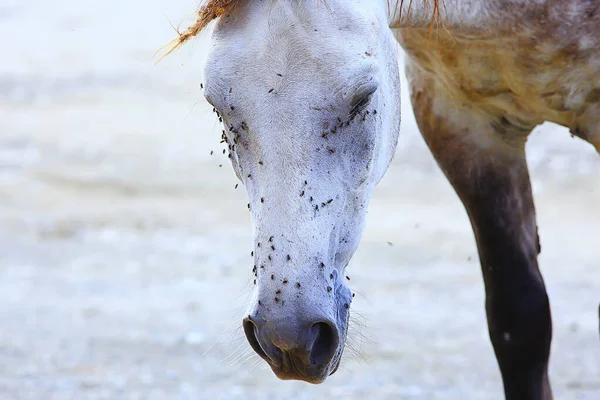 Έντομα Δαγκώνουν Άλογο Μύγες Και Μύγες Επιτίθενται Στο Αγρόκτημα Προστασίας — Φωτογραφία Αρχείου