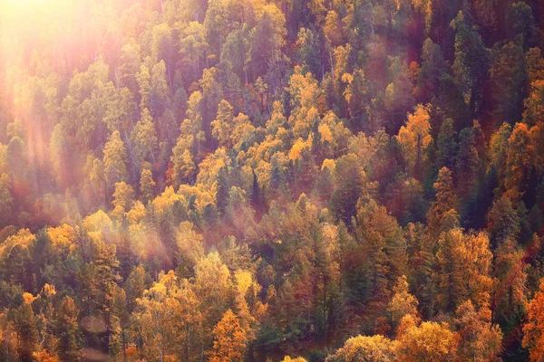 Абстрактная Текстура Осеннего Леса Вид Пейзаж Желтыми Деревьями — стоковое фото