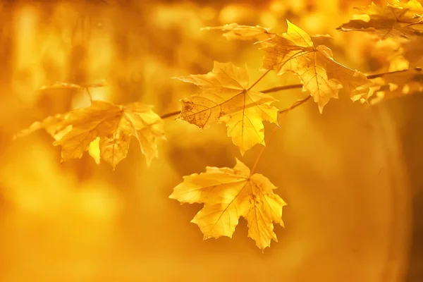 抽象的な秋の背景は黄色の自然を残します10月の壁紙季節 — ストック写真