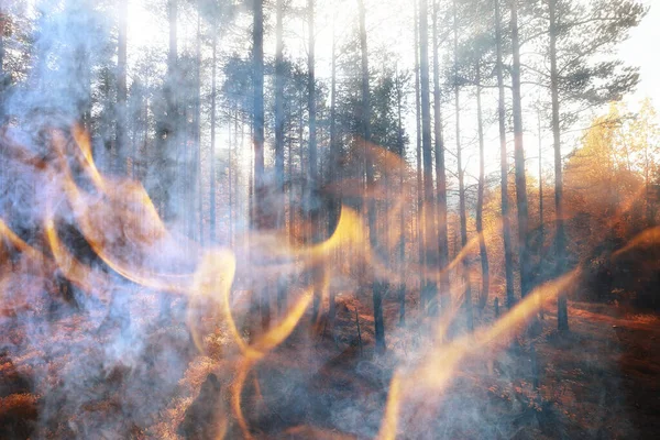 Bosque Fuego Fondo Paisaje Fuego Abstracto Humo Bosque Árboles Sequía —  Fotos de Stock