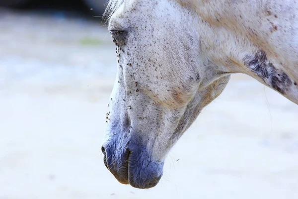 Insetos Mordem Cavalo Moscas Moscas Atacam Fazenda Proteção Insetos Vida — Fotografia de Stock