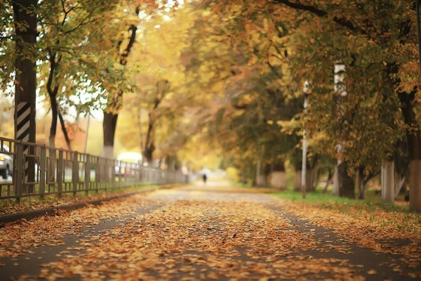 Sunny Landscape Fall Park Autumn Season Background Orange Park — Stock Photo, Image