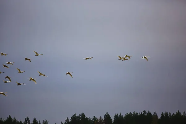 Осінній Пейзаж Зграя Лебедів Лісі Мігруючі Птахи Сезонна Міграція Жовтні — стокове фото
