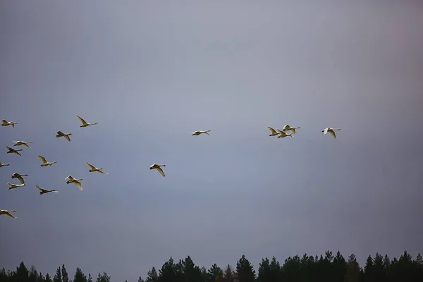 Herfstlandschap Een Zwerm Zwanen Het Bos Trekvogels Seizoensmigratie Oktober — Stockfoto