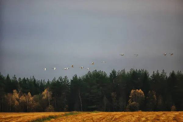 Осенний Пейзаж Стадо Лебедей Лесу Перелетные Птицы Сезонная Миграция Октябре — стоковое фото