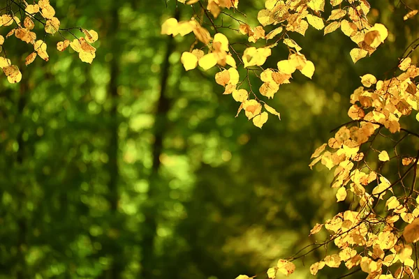 Abstrait Automne Automne Fond Feuilles Jaune Nature Octobre Fond Écran — Photo