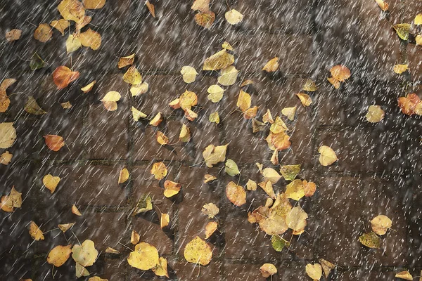 抽象的な秋の背景雨は公園を残し — ストック写真