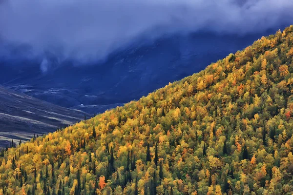 Skog Bergen Landskap Vacker Grön Natur Sommar Bakgrund Skog — Stockfoto