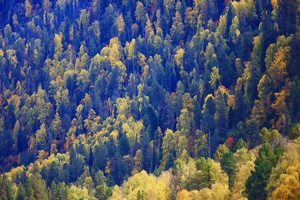 Astratto Sfondo Texture Autunno Foresta Giallo Alberi Modello Paesaggio Vista — Foto Stock