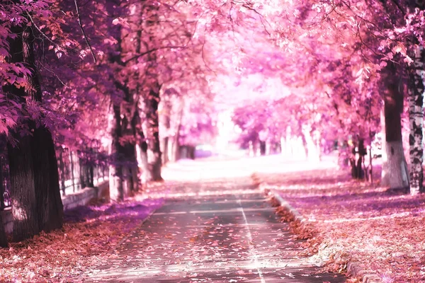 Rózsaszín Természet Táj Tavasz Háttér Virágok Park Szabadban — Stock Fotó
