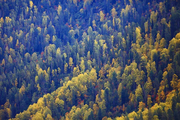 Abstracta Textura Fondo Del Bosque Otoño Árboles Amarillos Patrón Paisaje —  Fotos de Stock