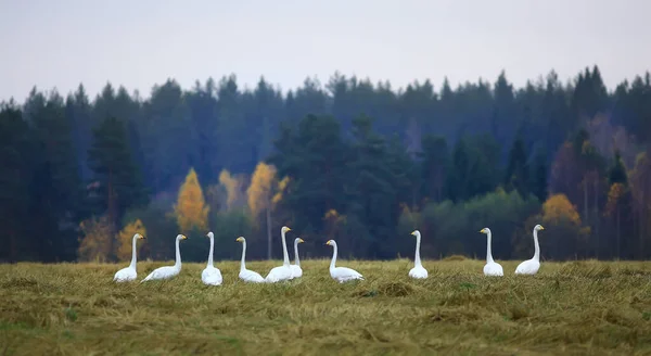 Höst Landskap Flock Svanar Skogen Flyttfåglar Säsongsmigration Oktober — Stockfoto