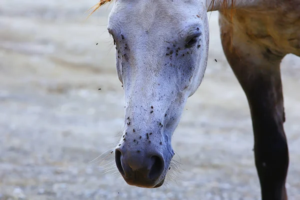 insects bite the horse, gadflies and flies attack the horse wildlife insect protection farm