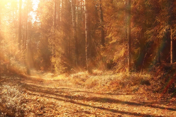 Пейзаж Осеннего Леса Абстрактный Фон Октябрьский Вид Желтые Деревья Осень — стоковое фото