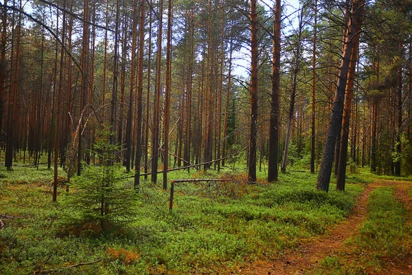 Nyári Táj Erdő Háttér Panoráma Természet Nyári Szezon Táj Fák — Stock Fotó