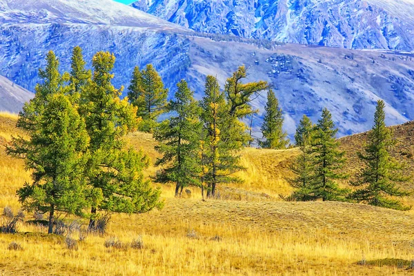 Autunno Taiga Foresta Paesaggio Vista Sulla Natura Caduta Montagna — Foto Stock