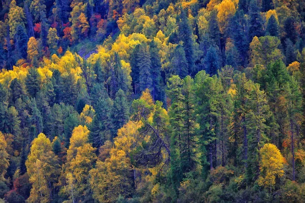 Abstraktní Pozadí Textury Podzimního Lesa Žluté Stromy Vzor Krajiny Pohled — Stock fotografie