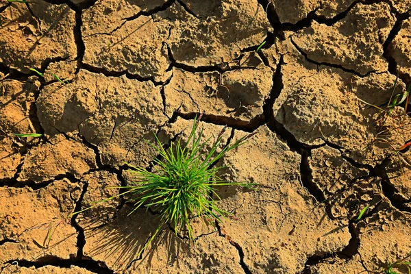 Droogte Het Veld Landbouw Probleem Warmte Gebarsten Aarde — Stockfoto