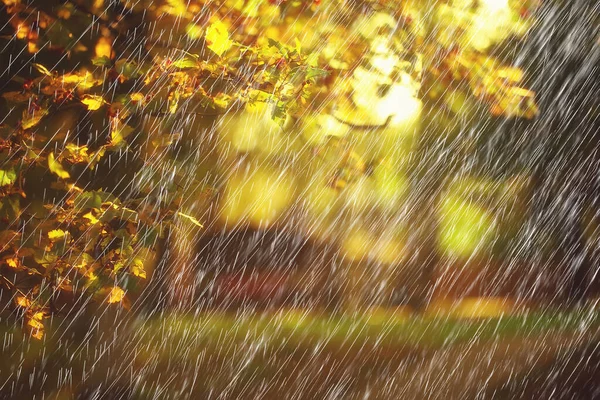 Elvont Őszi Háttér Eső Levelek Tapéta Park — Stock Fotó