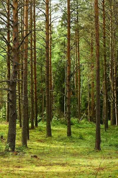 Zomer Landschap Bos Achtergrond Panorama Natuur Zomer Seizoen Landschap Bomen — Stockfoto
