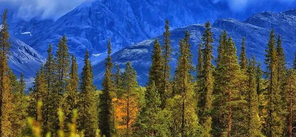 秋天森林群山全景 山水画 自然黄季 — 图库照片