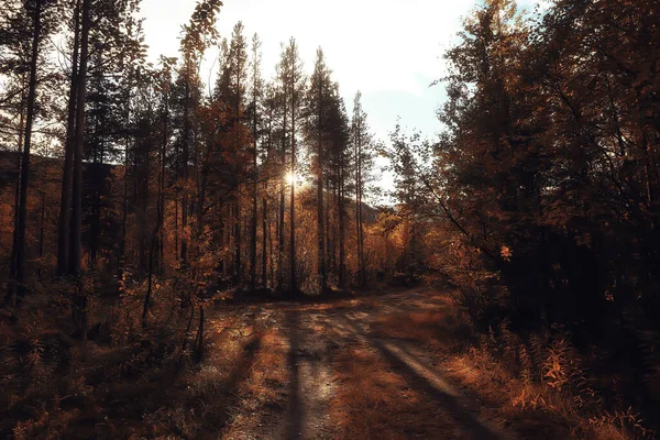 Herbst Waldlandschaft Abstrakter Hintergrund Oktober Ansicht Gelben Bäumen Herbst Natur — Stockfoto