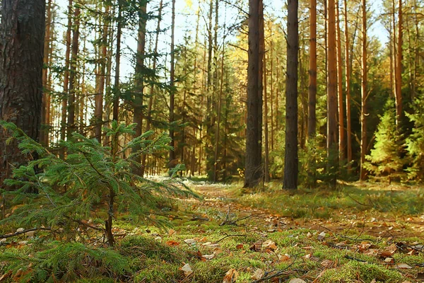 Осінній Тайга Лісовий Пейзаж Вид Природу Падають Горах — стокове фото