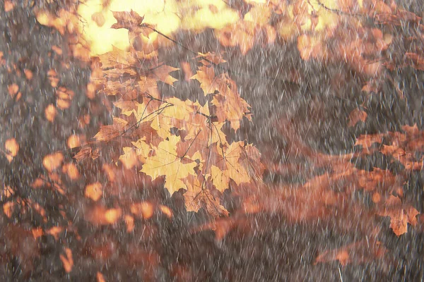 秋天的背景雨树叶壁纸公园 — 图库照片