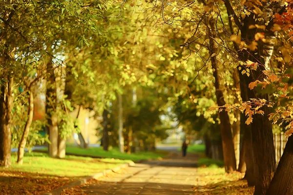 Slunečná Krajina Podzimním Parku Podzimní Sezóna Pozadí Oranžový Park — Stock fotografie