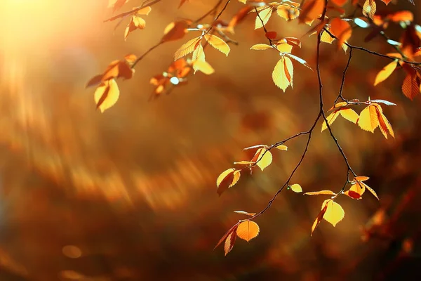 Astratto Autunno Autunno Sfondo Foglie Giallo Natura Ottobre Carta Parati — Foto Stock