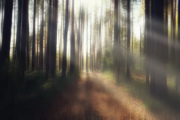 Verschwommener Hintergrund Herbst Natur Landschaft Abstrakte Unschärfe Bokeh Blick Auf — Stockfoto