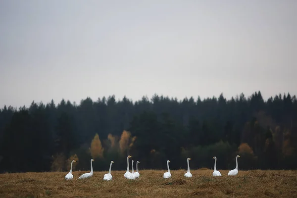 秋の風景 森の中の白鳥の群れ 渡り鳥 10月の季節移動 — ストック写真