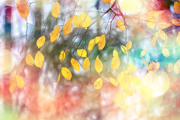 Abstract Autumn Fall Background Leaves Yellow Nature October Wallpaper Seasonal — Stock Photo, Image