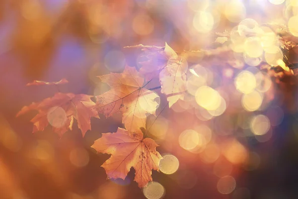 Abstraktní Podzim Pozadí Listy Žlutá Příroda Říjen Tapety Sezónní — Stock fotografie