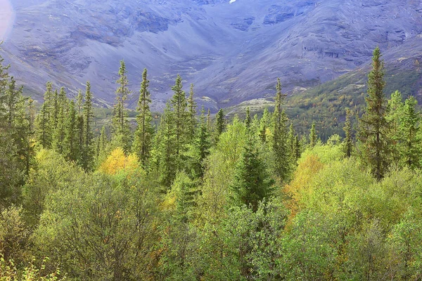 Wald Den Bergen Landschaft Schöne Grüne Natur Sommer Hintergrund Wald — Stockfoto