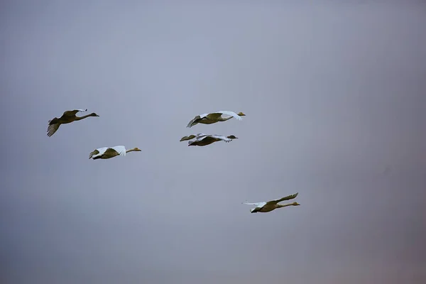 Schwarm Schwäne Flug Gegen Den Himmel Wildvogelgruppe Zieht — Stockfoto