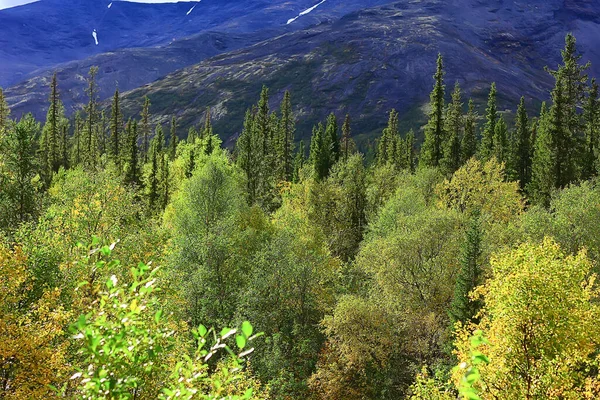 Paisaje Verano Bosque Panorama Naturaleza Verano Estación Paisaje Árboles — Foto de Stock